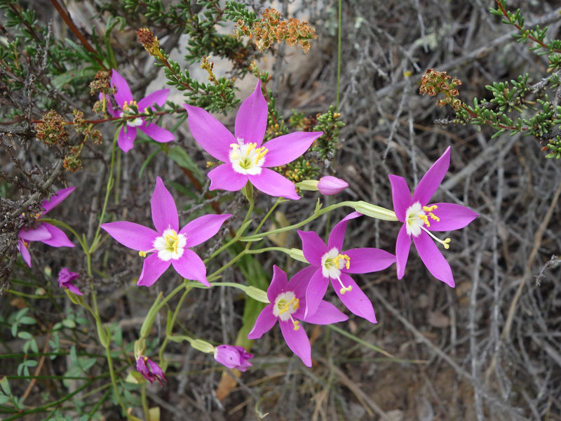 Charming centaury is common in Carmel Valley.