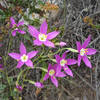 Charming centaury is common in Carmel Valley.