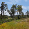 Sycamores flourish along the Rancho Tonyon Trail.