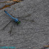 This is just one of many dragonflies you'll see along the way.