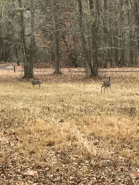 Keep your eyes peeled for the numerous deer in Pinson Mounds State Park.