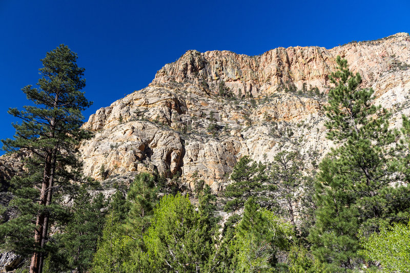 Straight canyon walls made of Navajo Sandstone tower more than 800 feet tall.