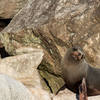 A fur seal soaks up the sun at Separation Point.