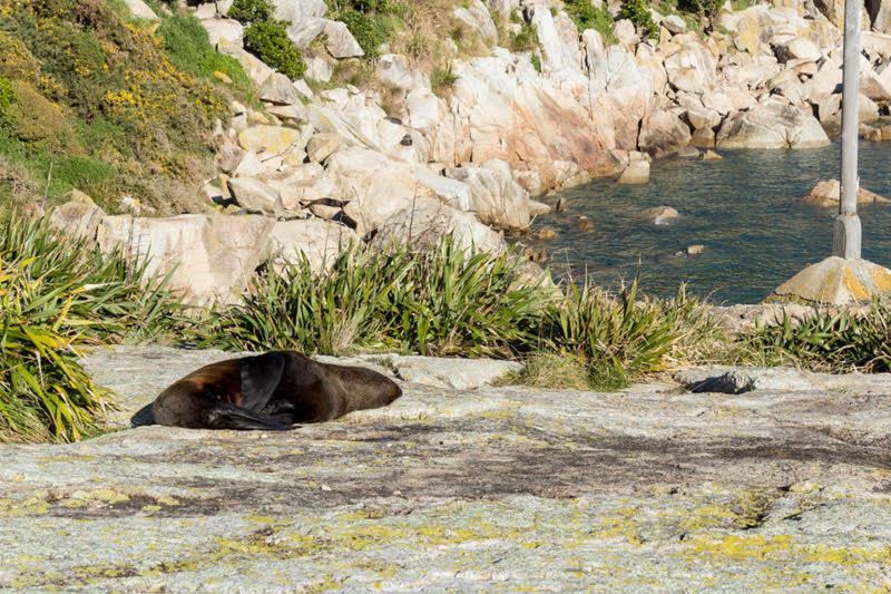 An unconcerned fur seal naps in the sun at Separation Point.