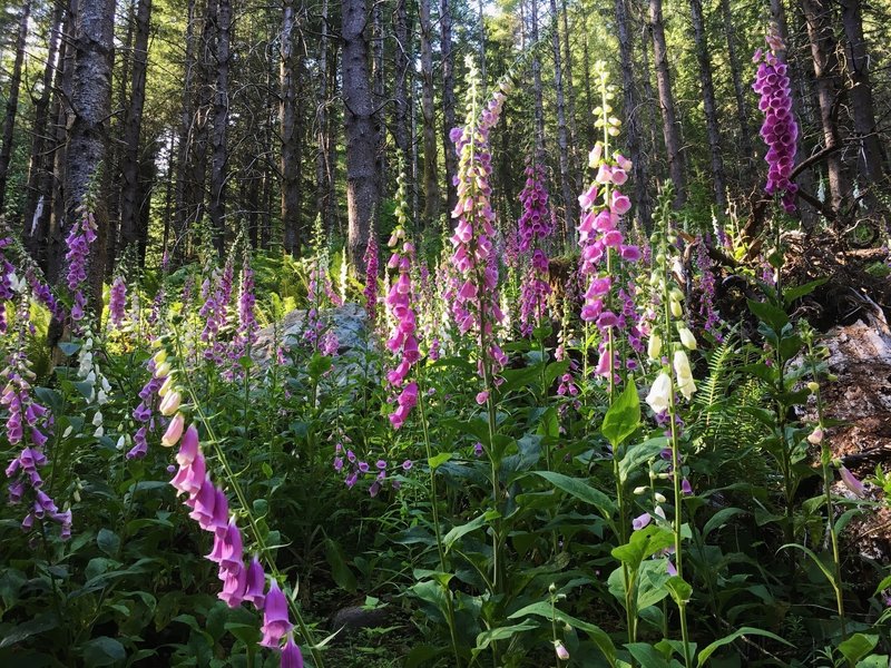 A swatch of Fox Gloves adds color along the Tiger Mountain Connector in late June.