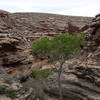 A spindly tree grows in the Devil's Corkscrew region of the Bright Angel Trail.