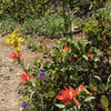Split Rock wildflowers bloom well into late June.