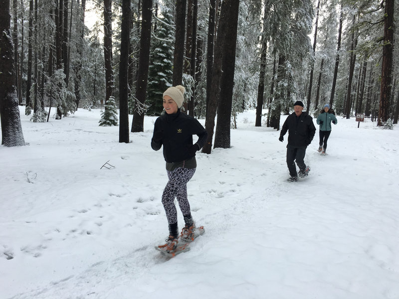 are dogs allowed at donner state park