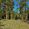 Nobles Emigrant Trail (West) goes through small meadows nestled in the old-growth fir forest.