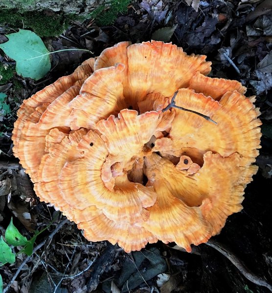 Delicious "chicken of the woods" mushrooms grow in this area.