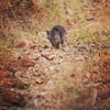 A Santa Catalina Island Fox Pup trots down the trail.