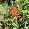 Wyoming indian paintbrush grows along the Levi Trail.