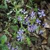 Some nice purple Phlox flourishes along the John Noel Trail.