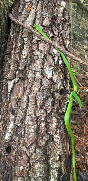 A beautiful rough green snake slithers along a nearby tree on the North River Loop.