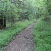 Gorgeous, winding portion of the trail northeast of the lake. I imagine this is VERY nice in the Spring.