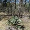 In drier areas of Cedar Glades, yucca is pretty common.