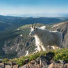 A happy goat admires the views from the Quandary Peak Trail.