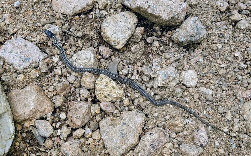 Snake near the fourth creek crossing.