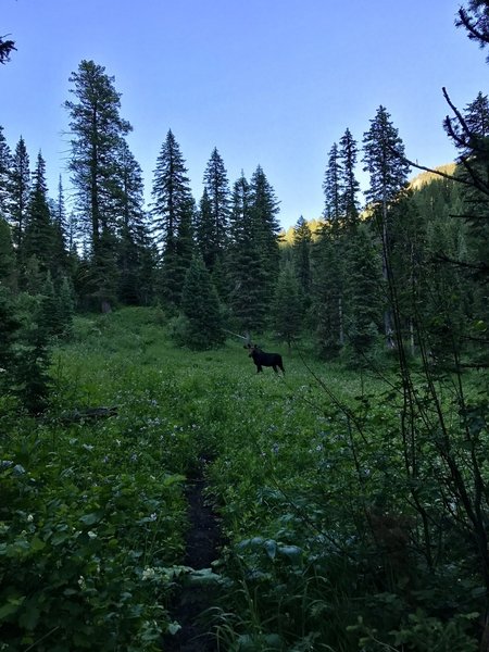 A moose found towards the end of this trail.