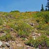 Flowers of many colors on Marble Mountain Rim.