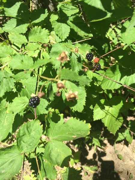 Sweet treats along the way, wild blackberries!