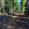 Nice singletrack through the trees.