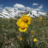A variety of wildflowers blanket the grassy hills of the Continental Divide.