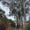 Eucalyptus trees line the drop to Little Shaw Valley