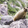 A marmot hanging out