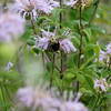 Bumblebees on Milkweed in open field