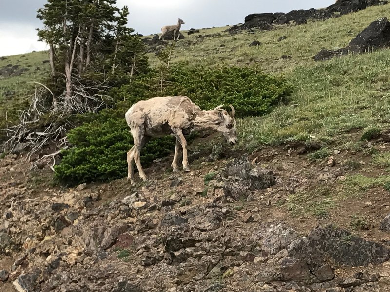 A raggedy looking Bighorn Sheep sheds its thick winter coat.