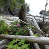 Rose peeking through driftwood on the northern shore of Mott Island.