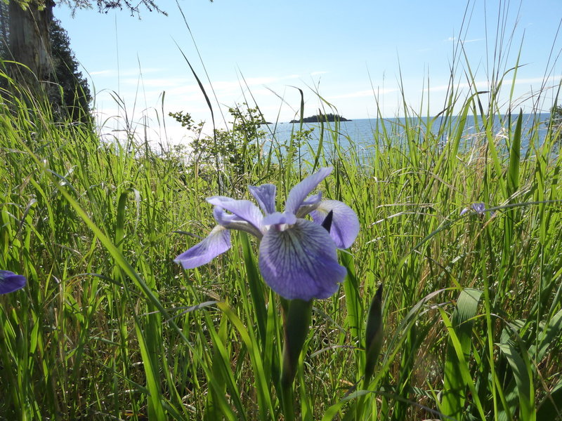 Northern blue flag iris on the Stoll Memorial Trail.