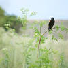 A red-winged blackbird calls from its perch along the Oregon Trail Path.