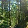 The Thunder Knob Trail wanders through the fir forests of the North Cascades on a summer day.