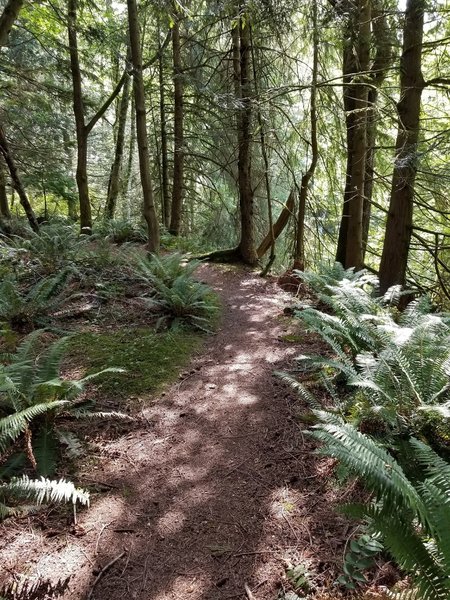 A part of the trail deep in the forest