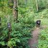 The trail is well signed and is dog friendly