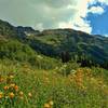 Wildflowers explode in color in the sub-alpine meadows of Fisher Creek Trail