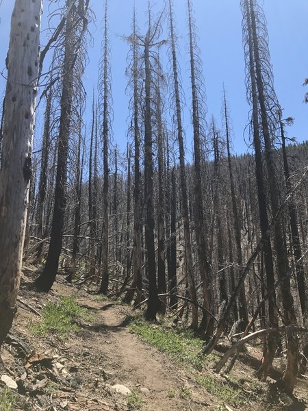 Burned Music Creek Trail in Russian Wilderness
