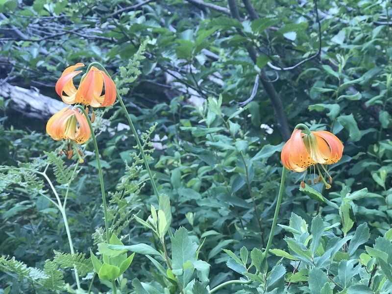 Kellogg's Lily in Russian Wilderness