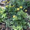 Heartleaf arnica wildflower on Pacific Crest Trail in Russian Wilderness