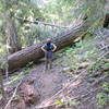Some of the tree fall is easier to get around than others