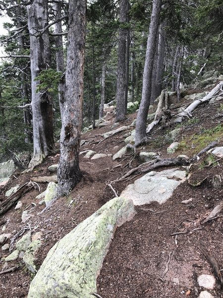 Bigger rocks on trail.