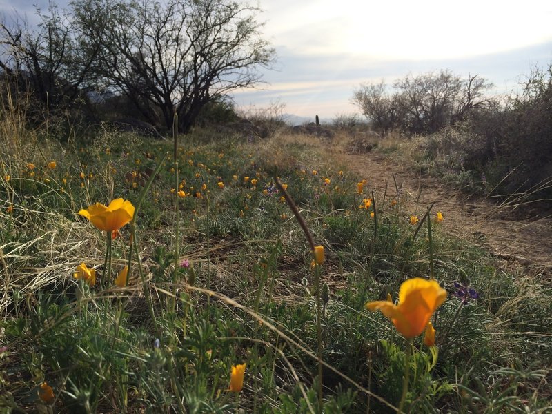 Yellow poppies springing up along the Sutherland Trail.