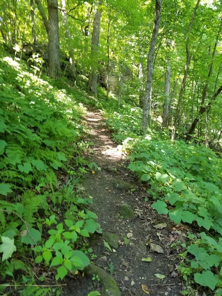View of trail with the top in sight