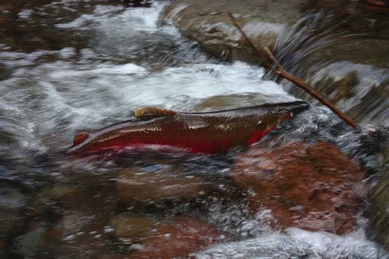 Coho salmon in nearby Cedar Creek spawning in the fall