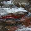 Coho salmon in nearby Cedar Creek spawning in the fall