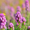Owl's Clover: Found some nice patches along the trail.