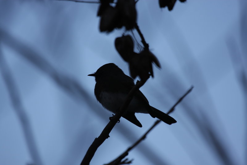 Bird silhouette.