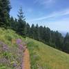 Lots of Penstemon along trail during late June
